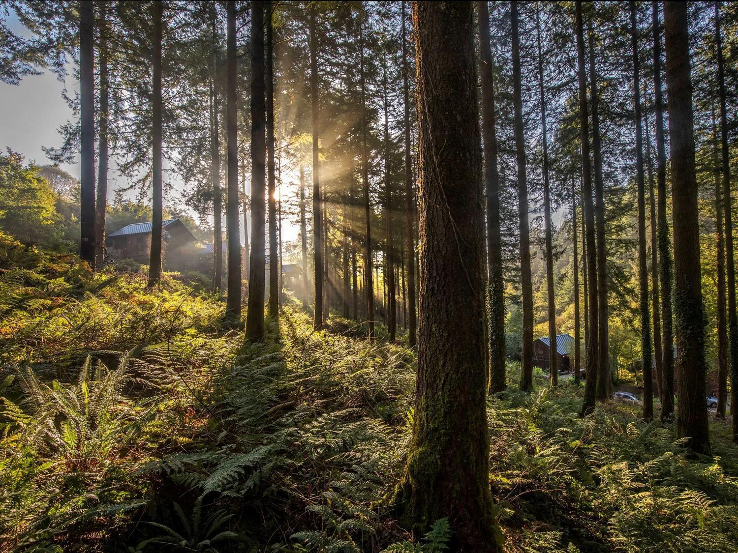 Deerpark Cabins, Cornwall - Forest Holidays Лискард Екстериор снимка